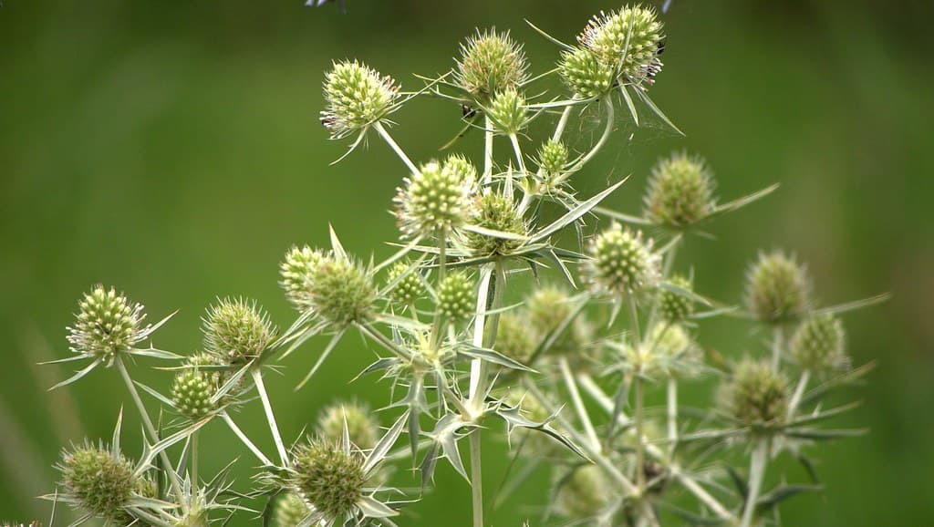 Feld-Mannstreu mit stacheligen Blütenköpfen