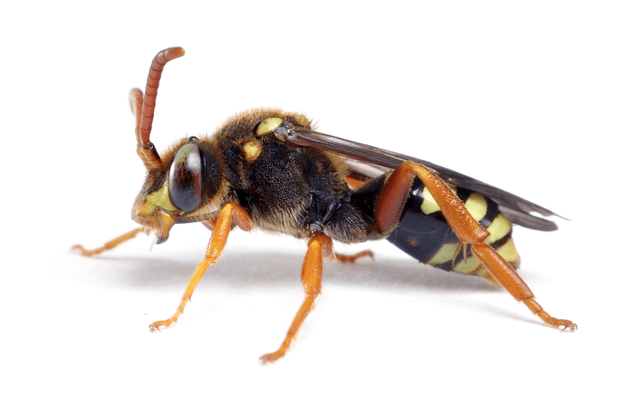 Nomada Sexfasciata