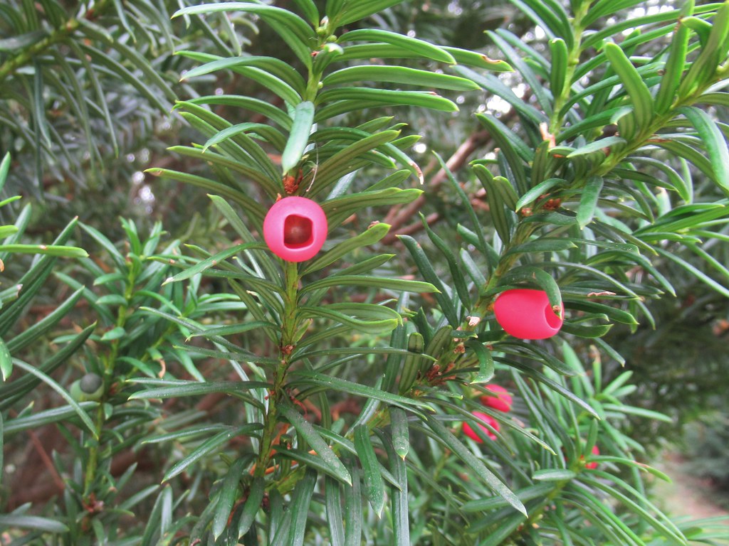 Taxus Baccata