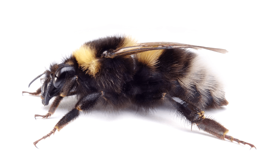 Bombus Hortorum
