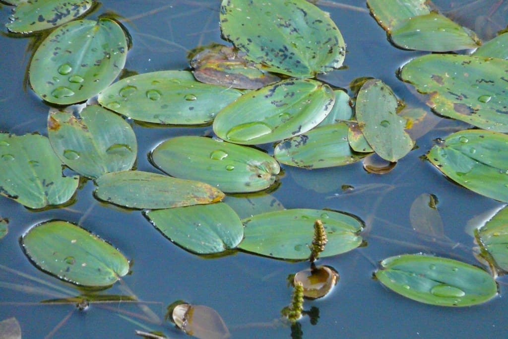 Schwimmendes Laichkraut mit Schwimmblättern im Wasser