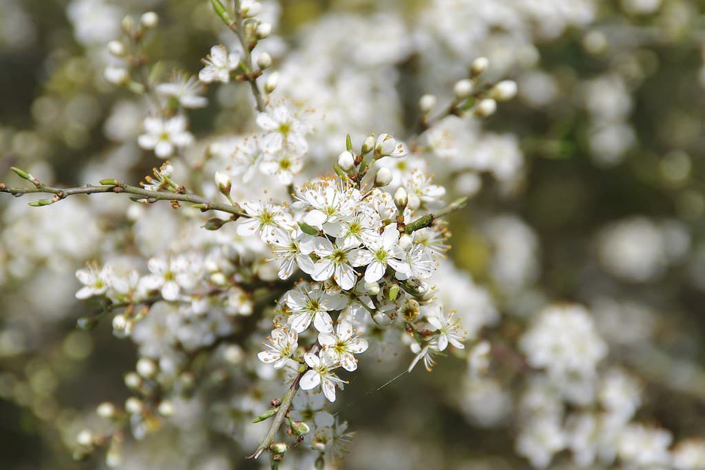 Gewöhnliche Schlehe in voller Blüte