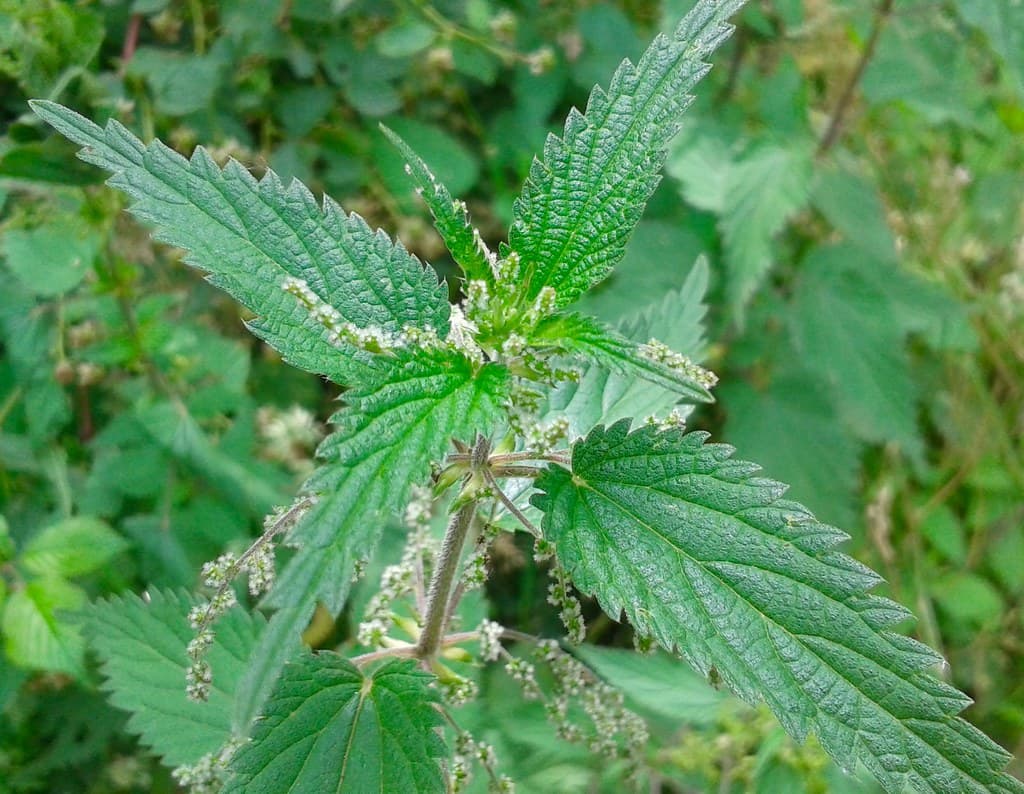 Grosse Brennessel Blatt