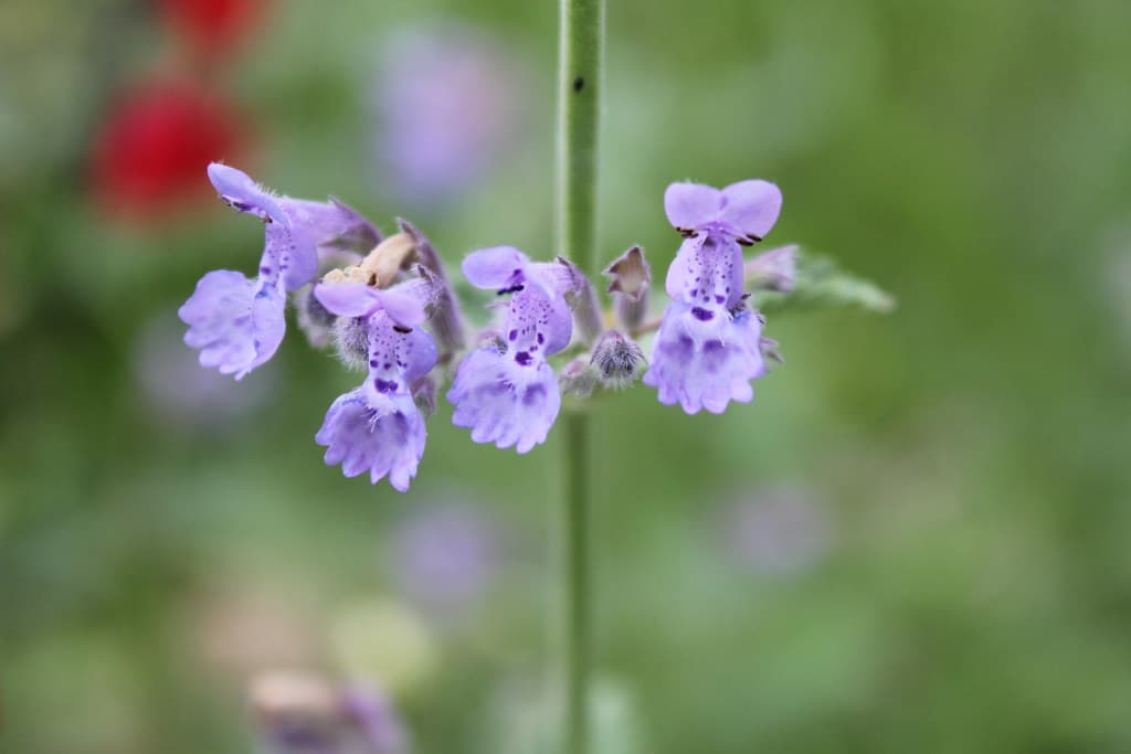 Gewöhnliche Katzenminze mit Bienen in Blüte