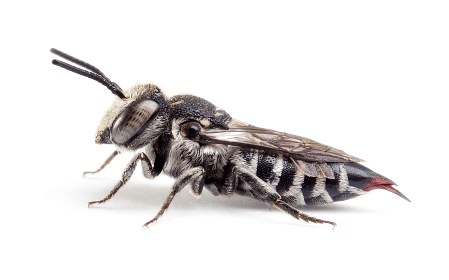 Coelioxys Echinata