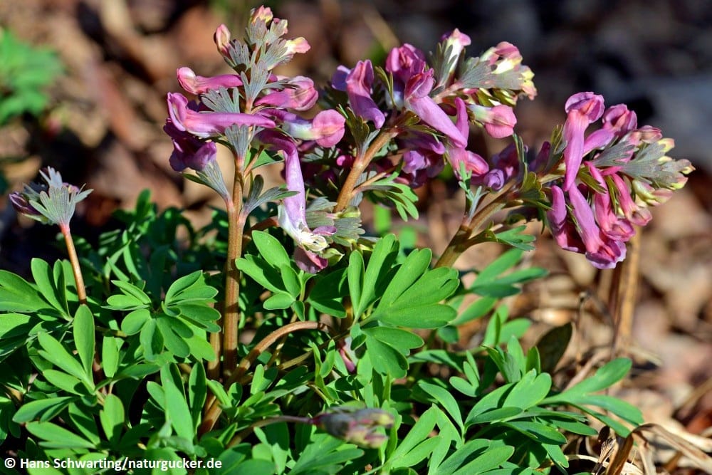 Fester Lerchensporn in Blüte mit violetten Blüten