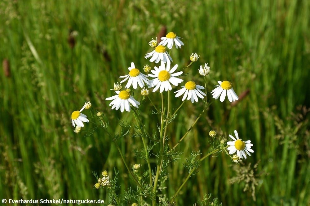 Echte Kamille - Blütenstand im grünen Habitat