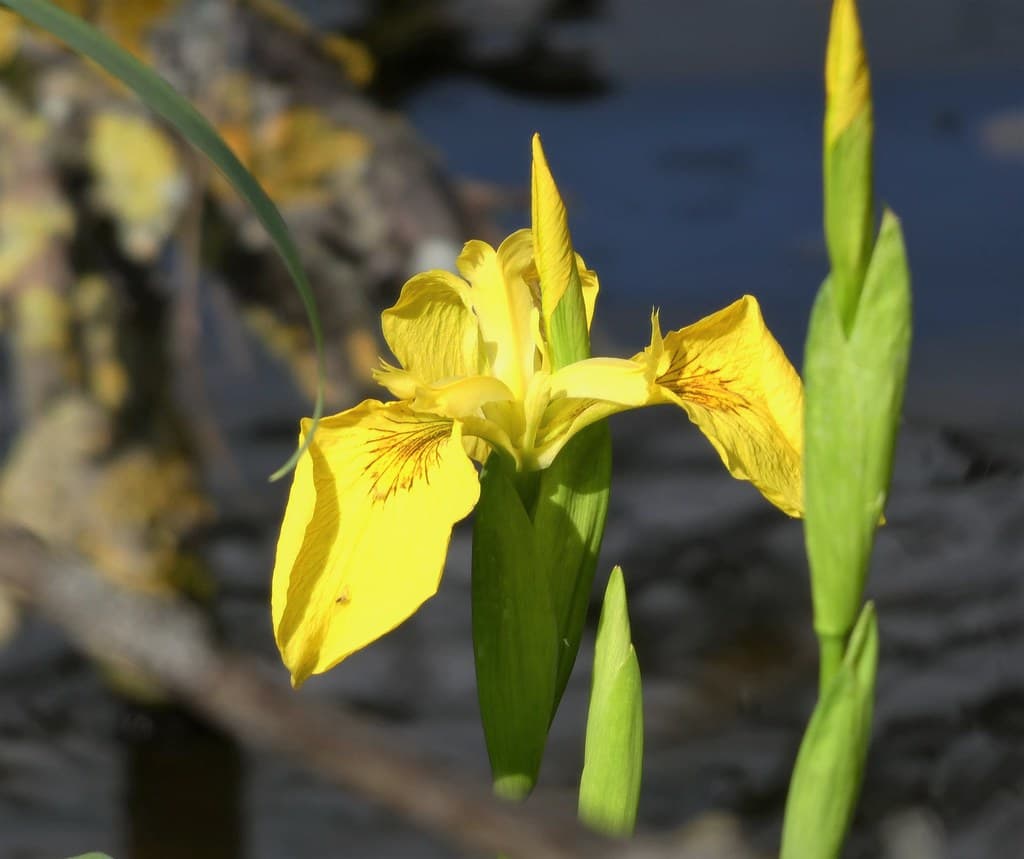 Sumpf-Schwertlilie in voller Blüte