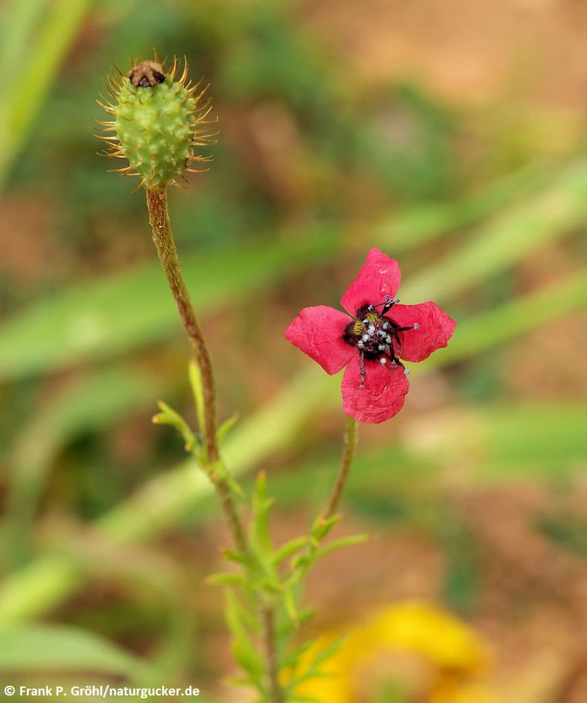 Bastard-Mohn mit Knospe und Blüte