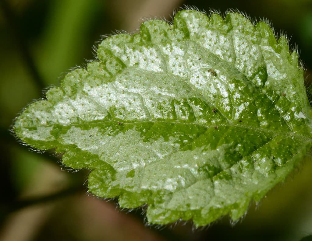 Goldnessel Blatt
