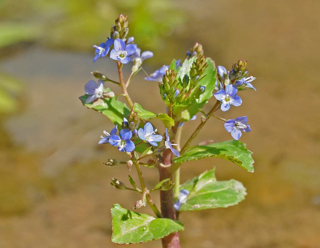 Bachbungen-Ehrenpreis mit blauen Blüten