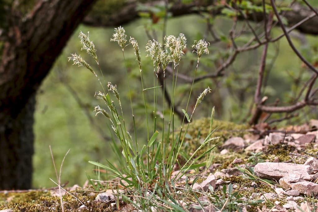 Gewoehnliches Ruchgras Habitus