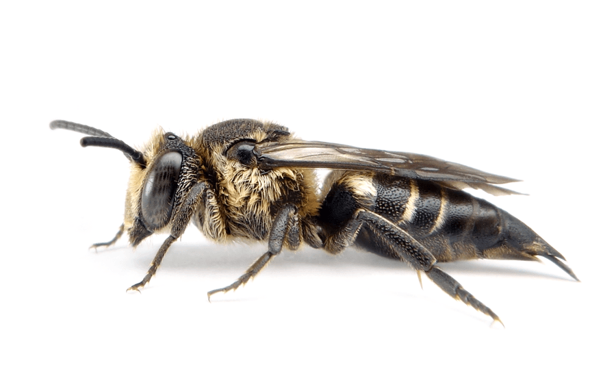 Coelioxys Elongata