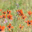 Sand-Mohn