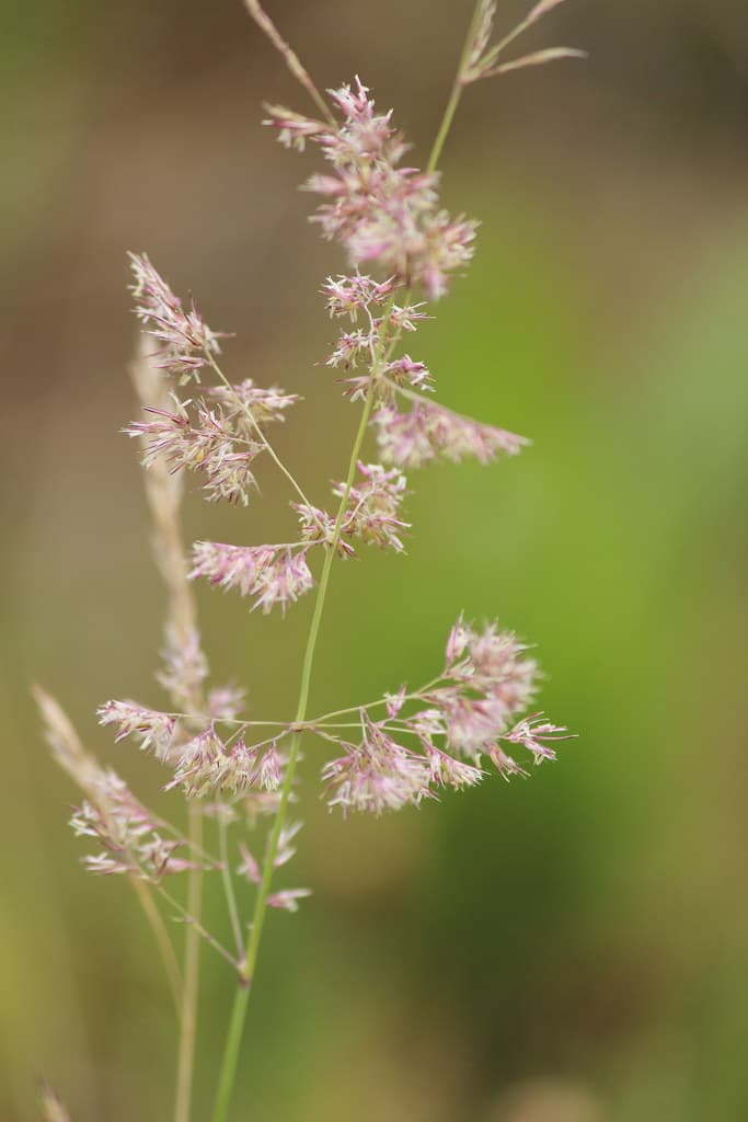 Gewöhnlicher Glatthafer in Blüte