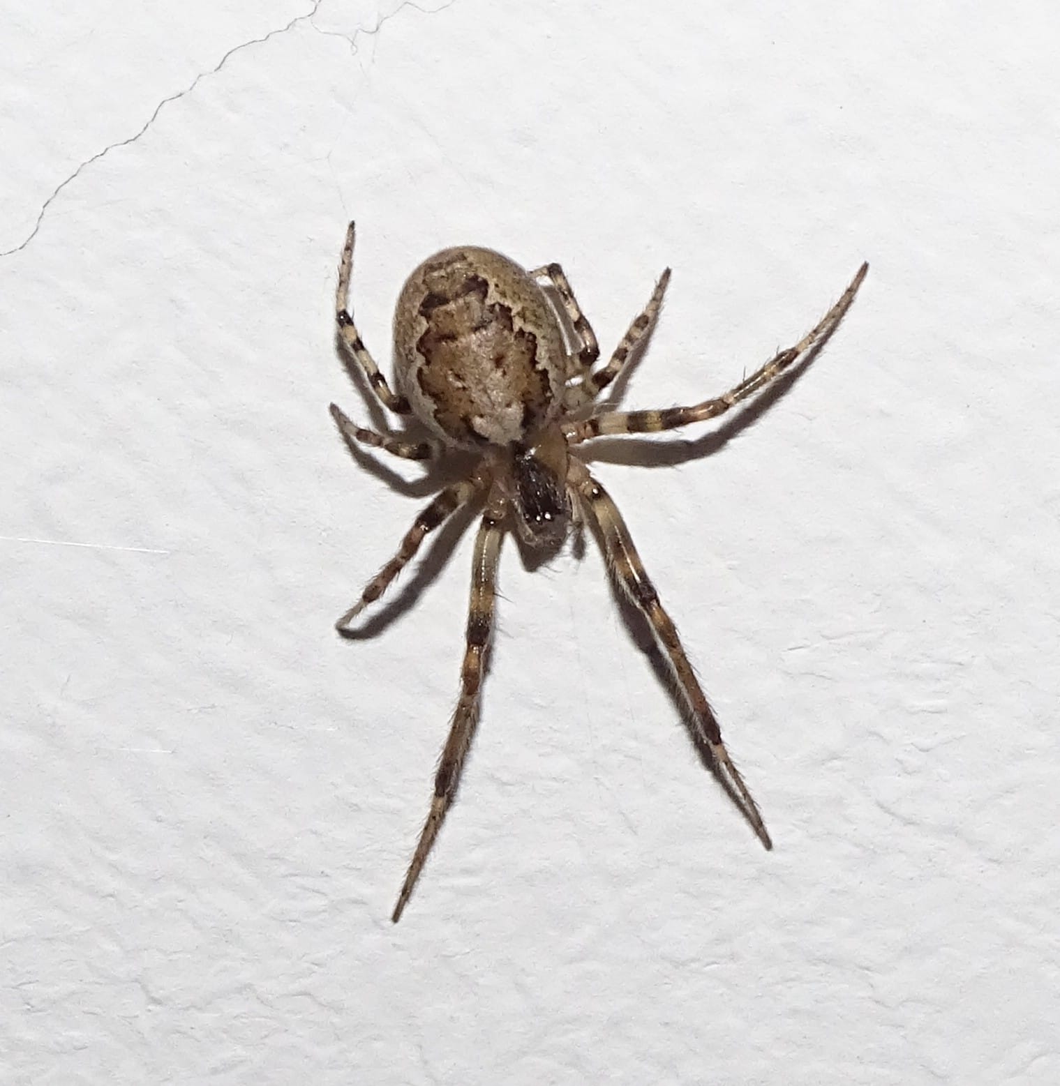 Sektorspinne auf weißem Untergrund
