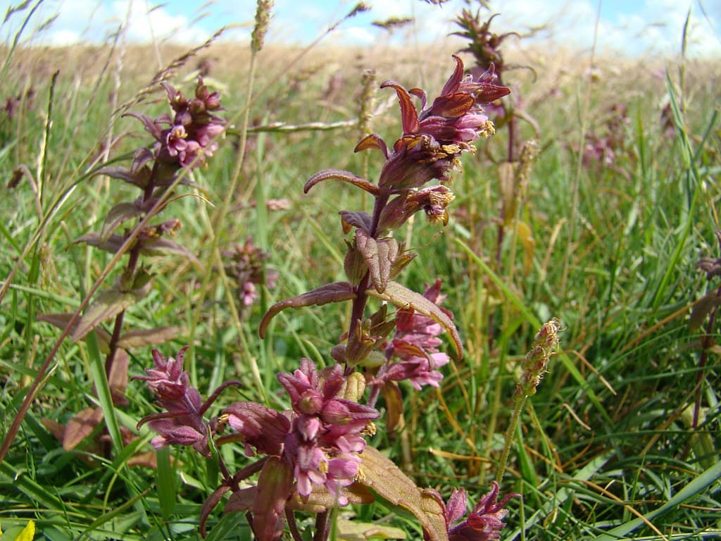 Roter Zahntrost blühend in der Wiese