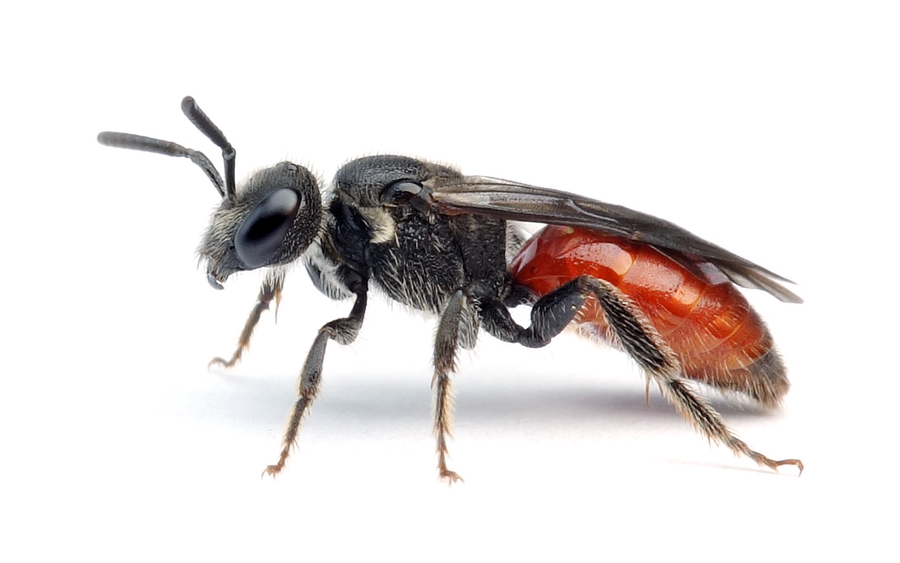 Sphecodes rubicundus