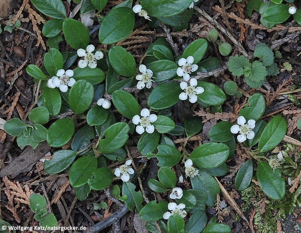 Teppichzwergmispel mit weißen Blüten