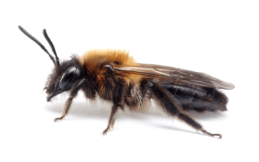 Andrena Lapponica