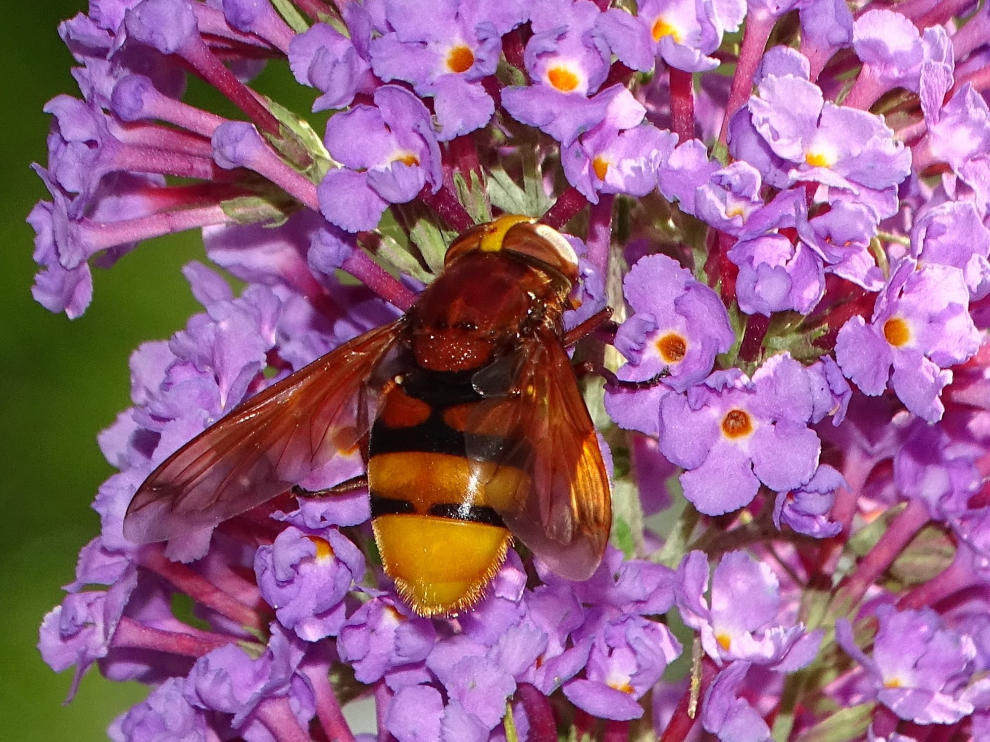 Hornissenschwebfliege auf violetten Blüten