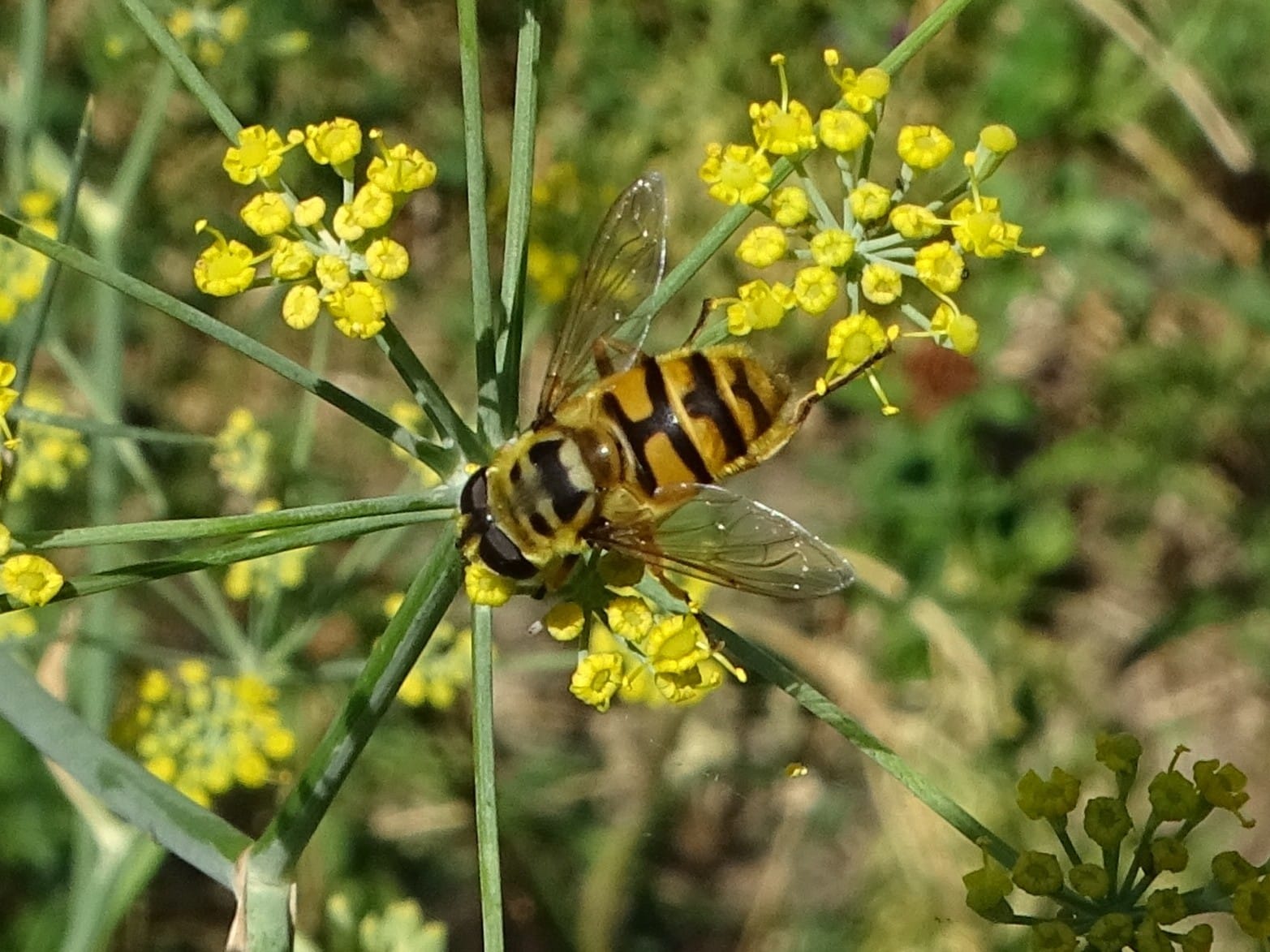 Totenkopfschwebfliege an gelben Blüten