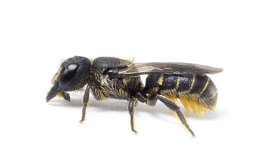 Heriades Truncorum