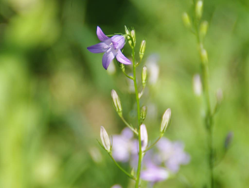 Acker-Glockenblume mit violetten Blüten und Knospen