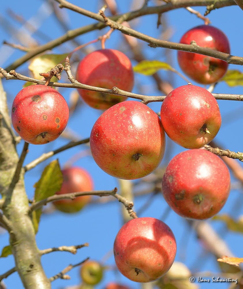 Holzapfel Frucht