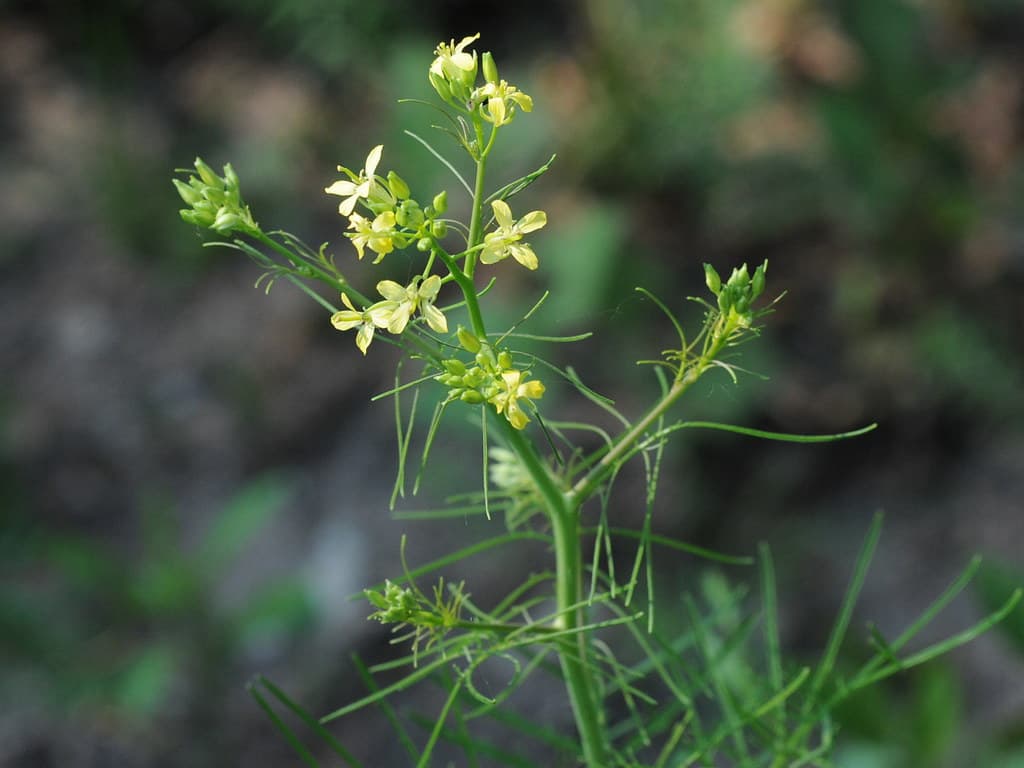 Ungarische Rauke blühend mit gelben Blüten
