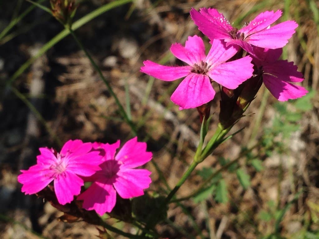 Kartäuser-Nelke - Magentafarbene Blüten in Nahaufnahme