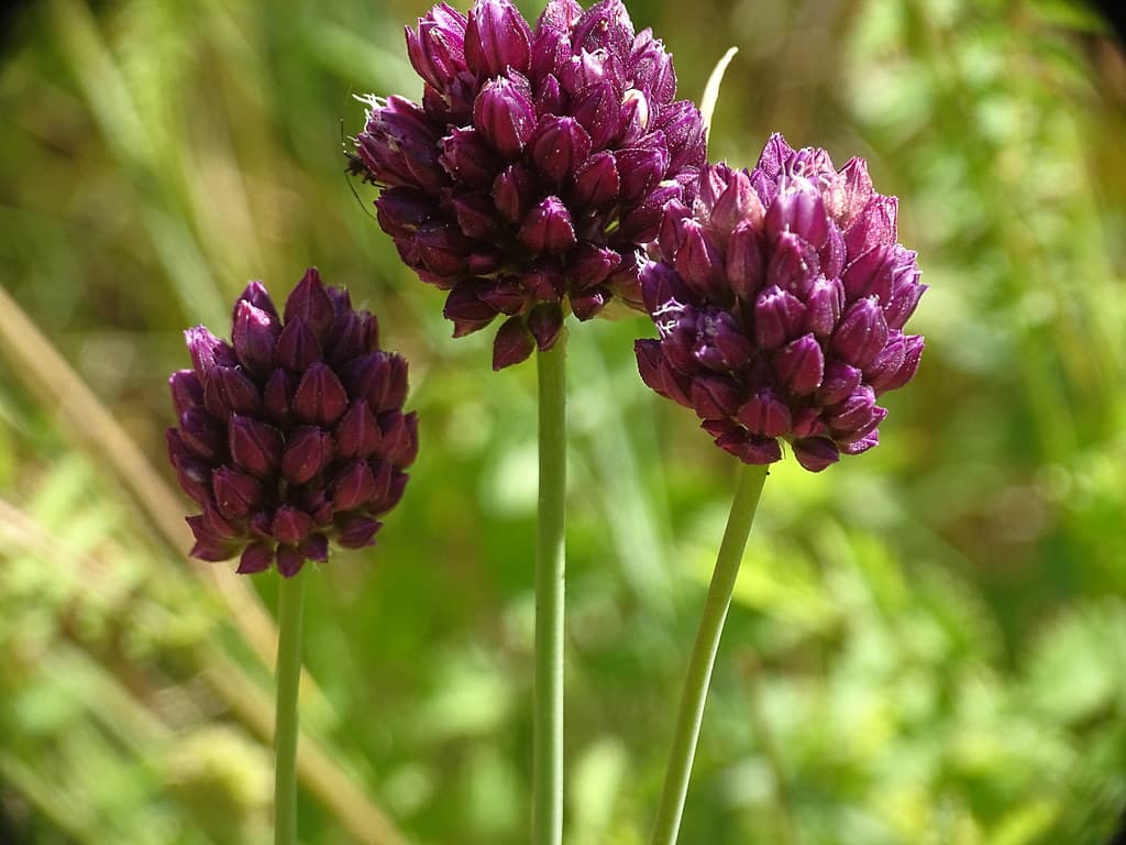 Runder Lauch mit violetten Blütenköpfen