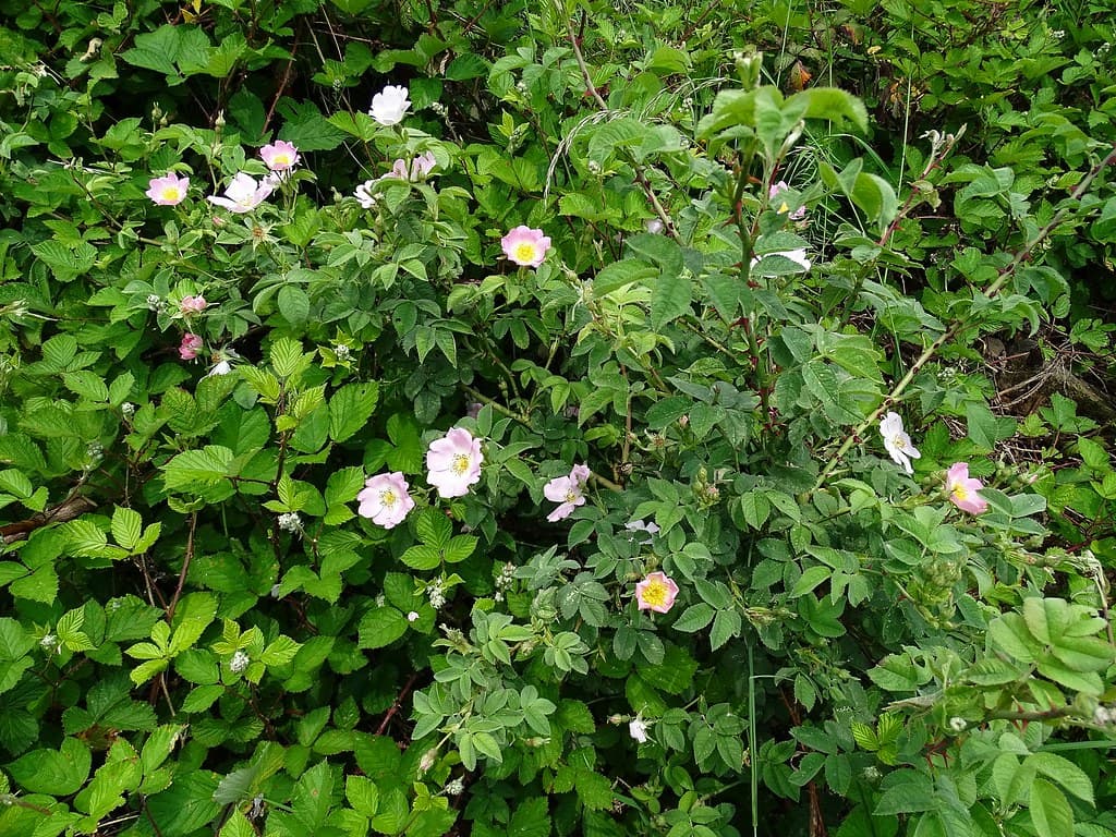 Filz-Rose (Rosa tomentosa) in voller Blüte
