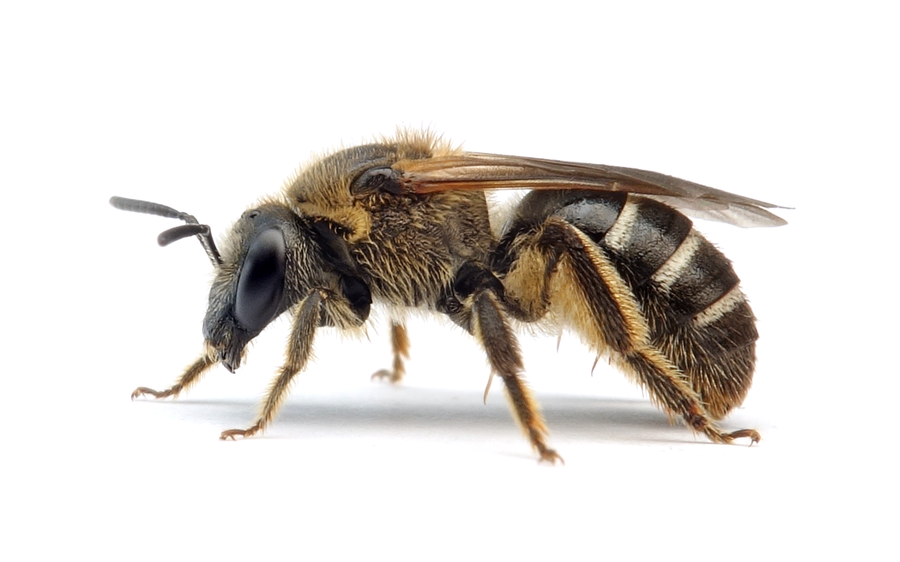 Lasioglossum zonulum