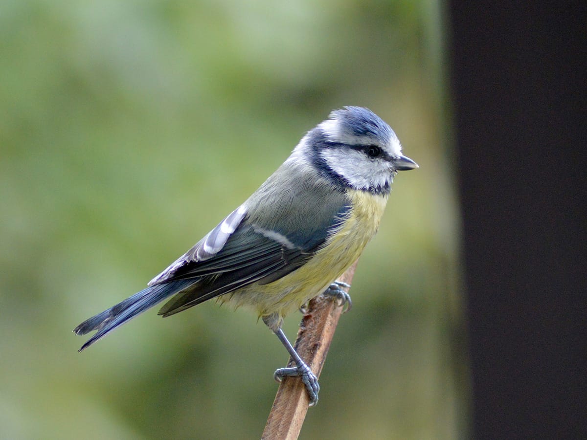 Blaumeise sitzt auf Ast