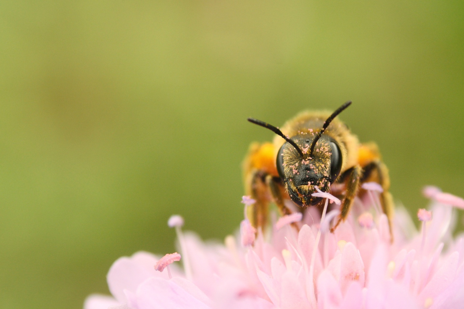 Wildbiene Halictus scabiosae auf Witwenblume