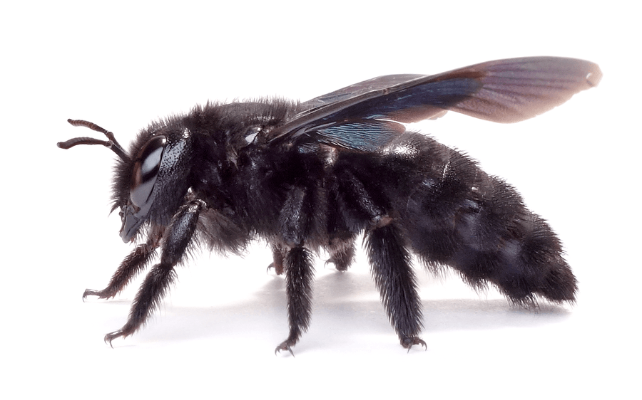 Xylocopa Violacea