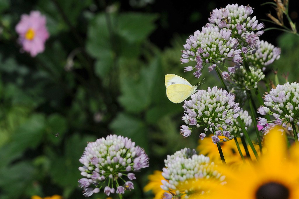 Allium Lusitanicum