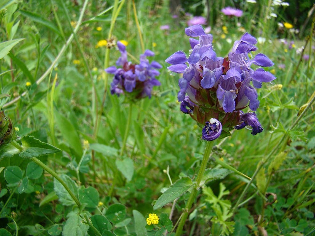 Großblütige Braunelle mit violetten Blüten