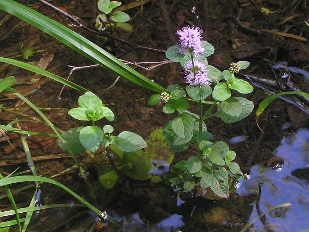 Wasser-Minze mit violetten Blüten im Flachwasser