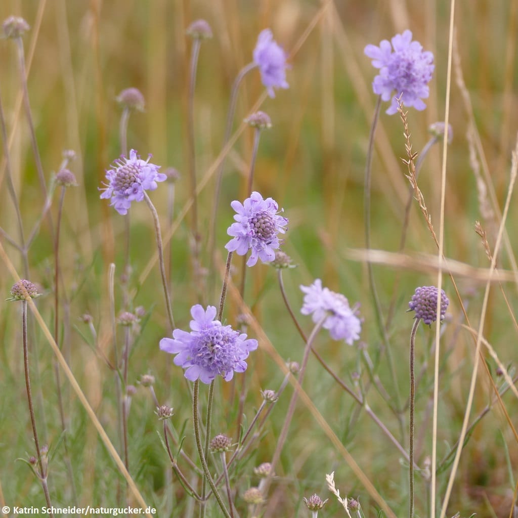 Duft-Skabiose in Blüte - Lila Blütenköpfe im Habitat