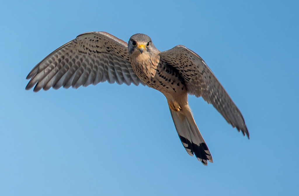 Turmfalke (Falco tinnunculus)