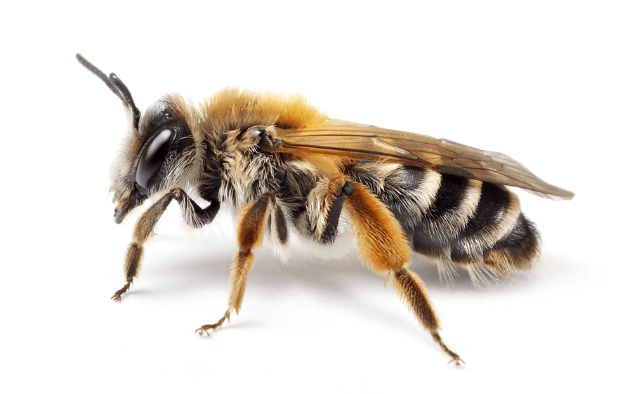 Andrena Gravida