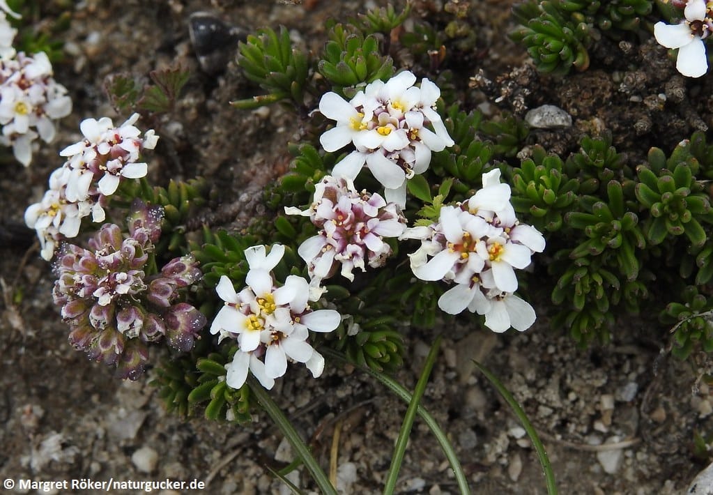 Schleifenblume mit weißen Blüten und Insektenbesuch
