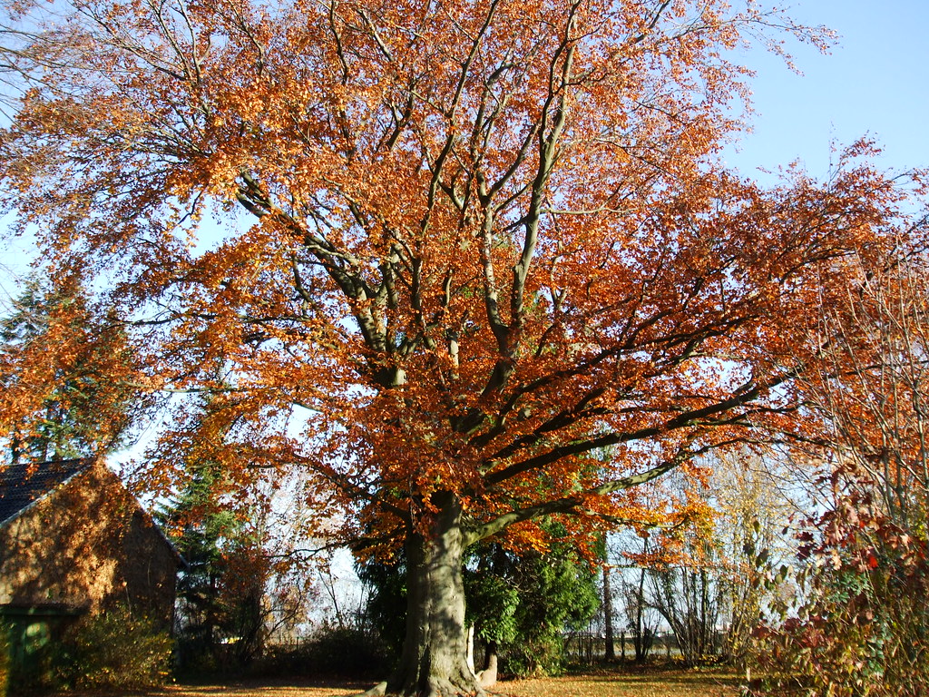 Rotbuche (Fagus sylvatica)