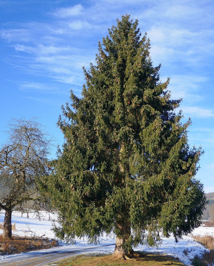 Gewöhnliche Fichte (Picea abies)