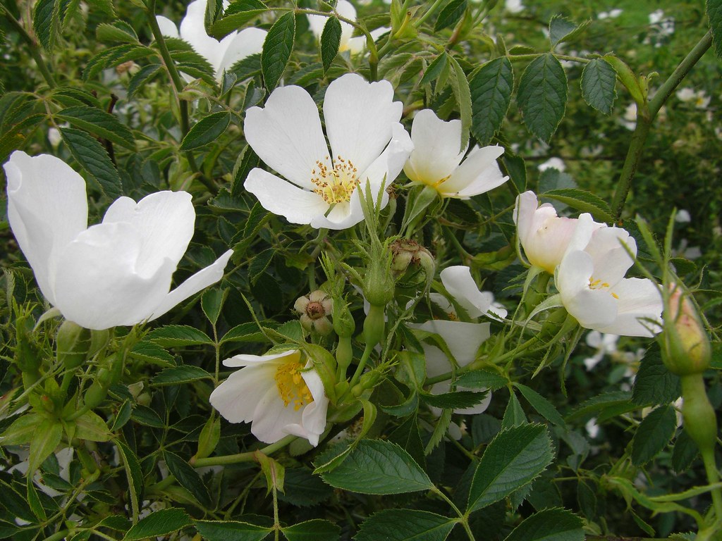 Rosa Agrestis