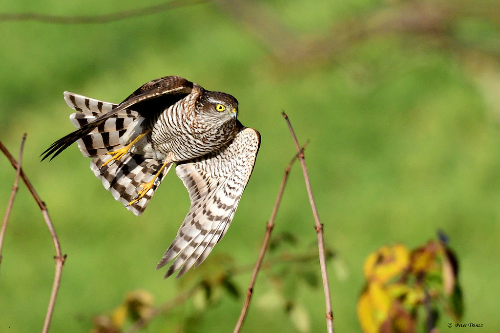 Sperber (Accipiter nisus)