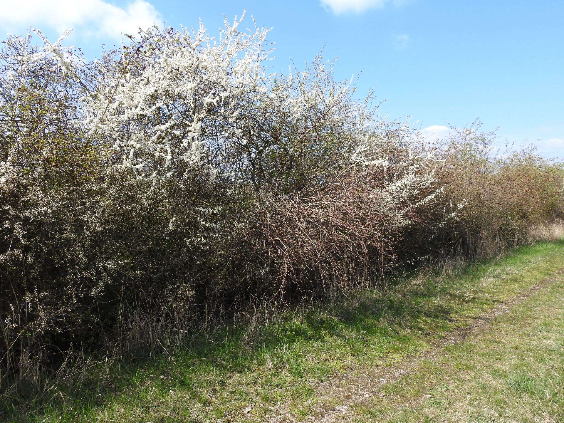 Hecke2