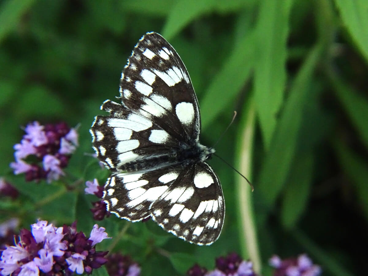 Schachbrettfalter auf violetten Blüten